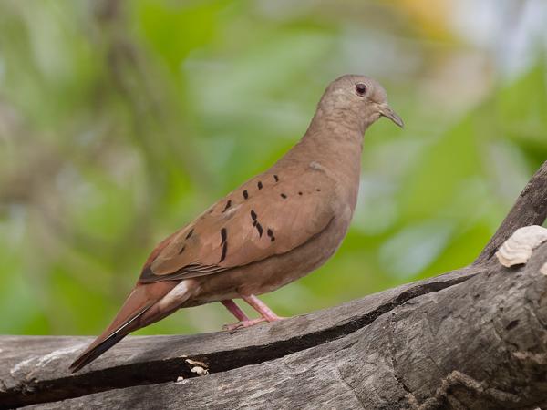 Steenduif (Columbina talpacoti)